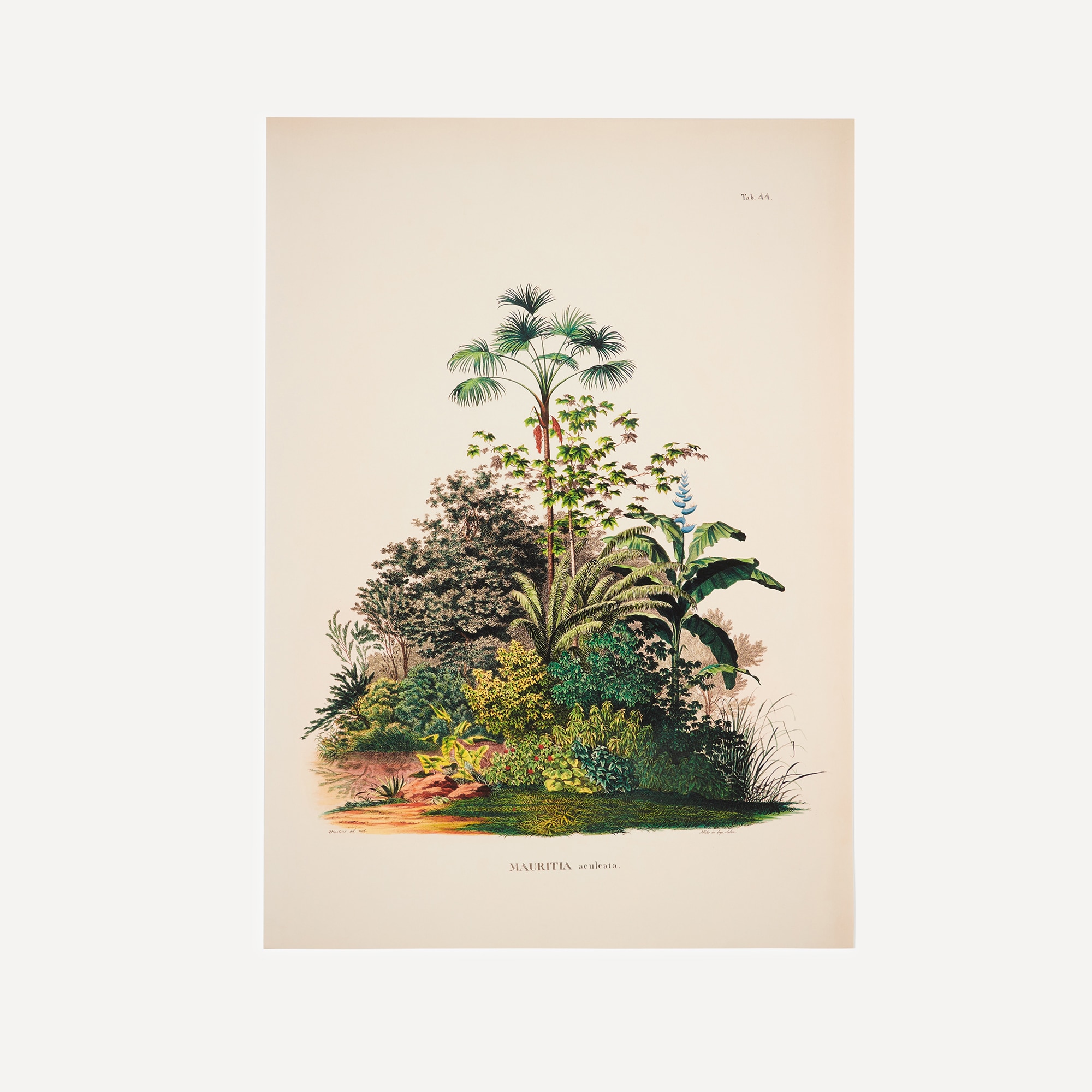 Ilustração Palmeiras Selva Multicolor-1