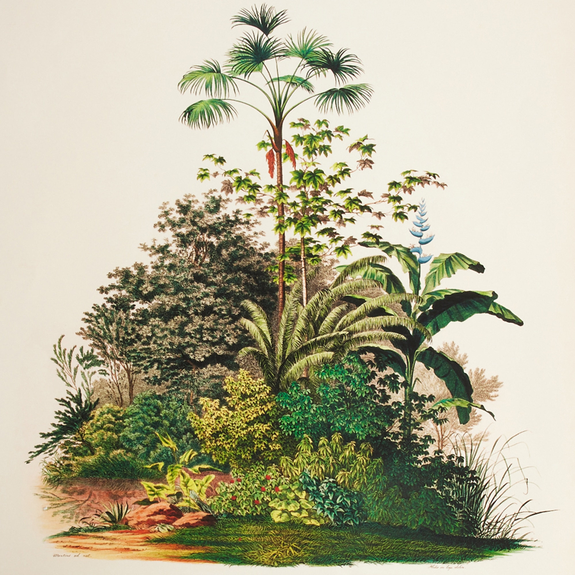 Ilustração Palmeiras Selva Multicolor-3