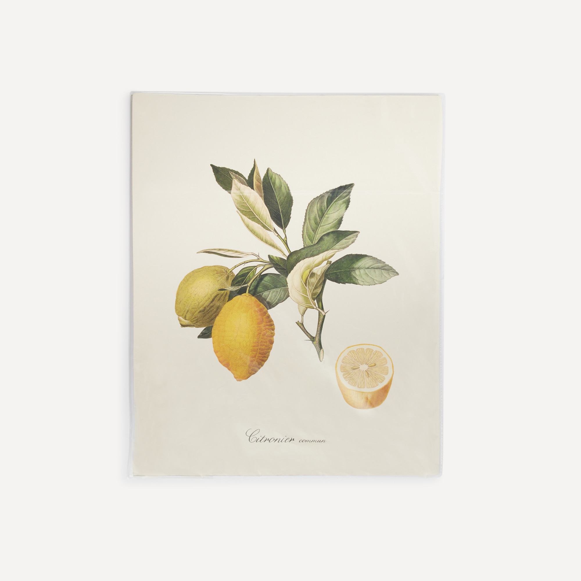 Ilustração Limões Frutas Multicolor-3