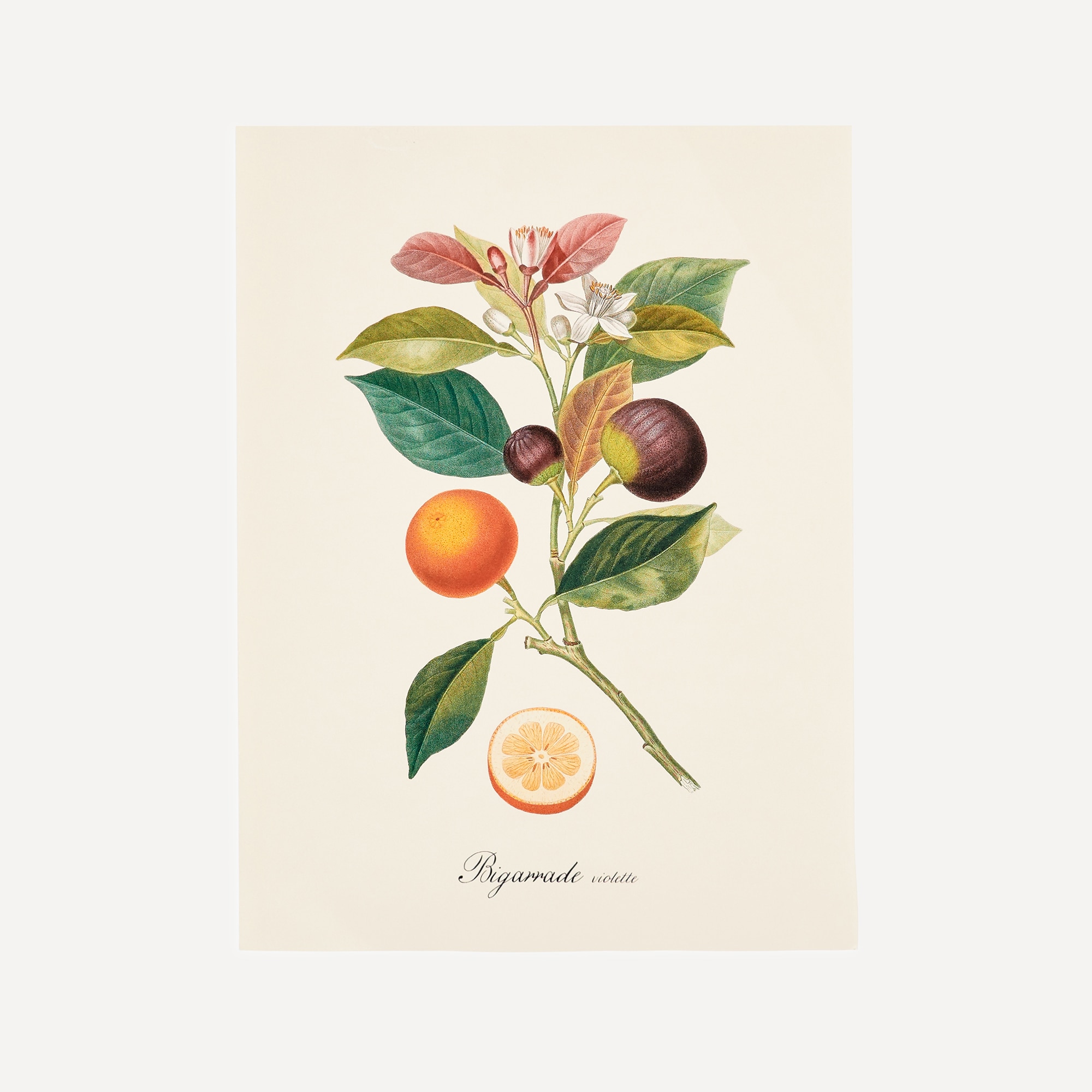 Ilustração Laranjas e Figos Multicolor-1