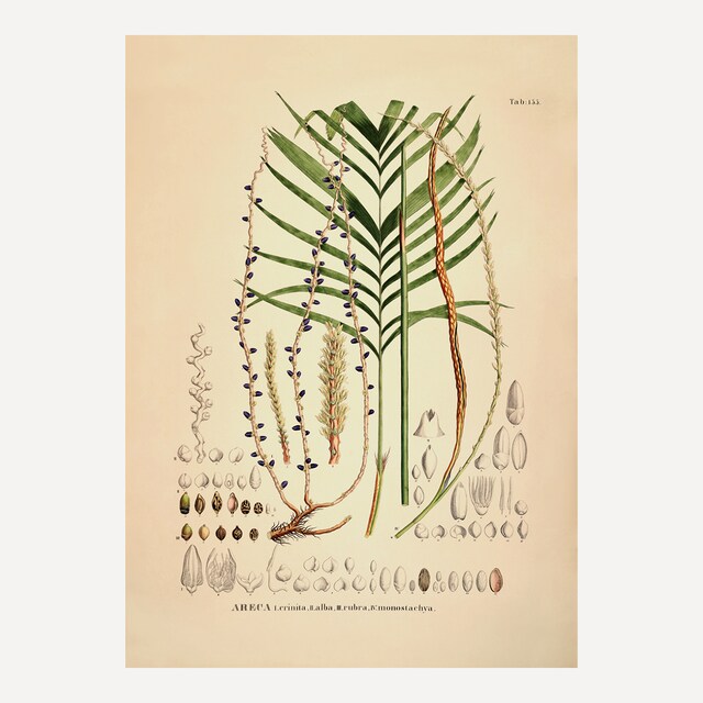 Imagem 0 de Ilustração Areca Crinita Alba Botanical