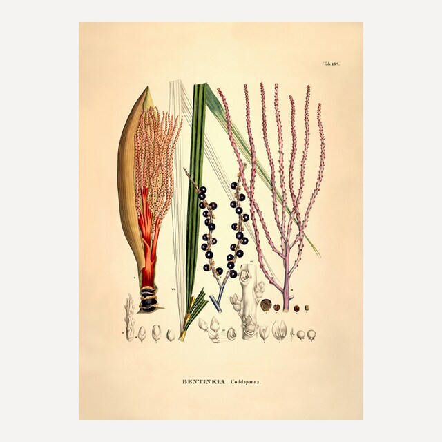 Imagem 0 de Ilustração Bentinkia Caddapanna Botanical