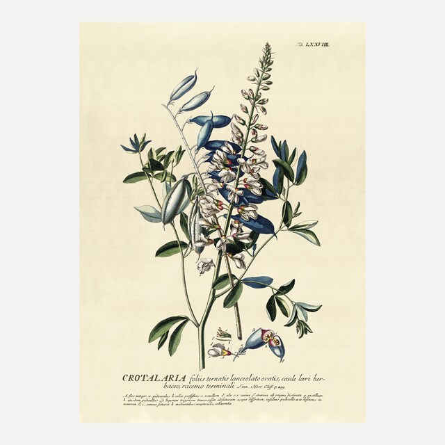 Imagem 0 de Ilustração Crotalaria Azul Botanical