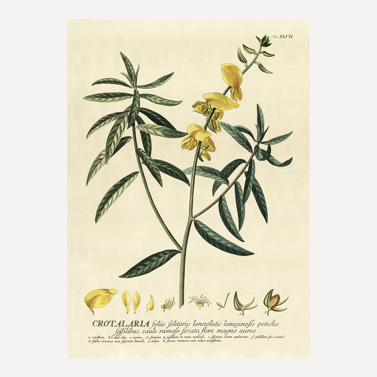 Imagem 0 de Ilustração Crotalaria Amarela Botanical