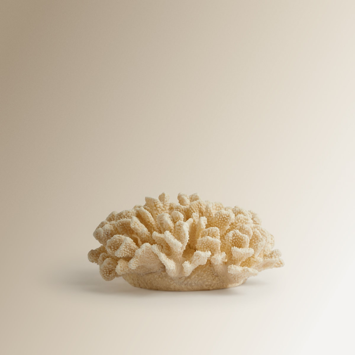 Figura Coral Gorgona Creme-2