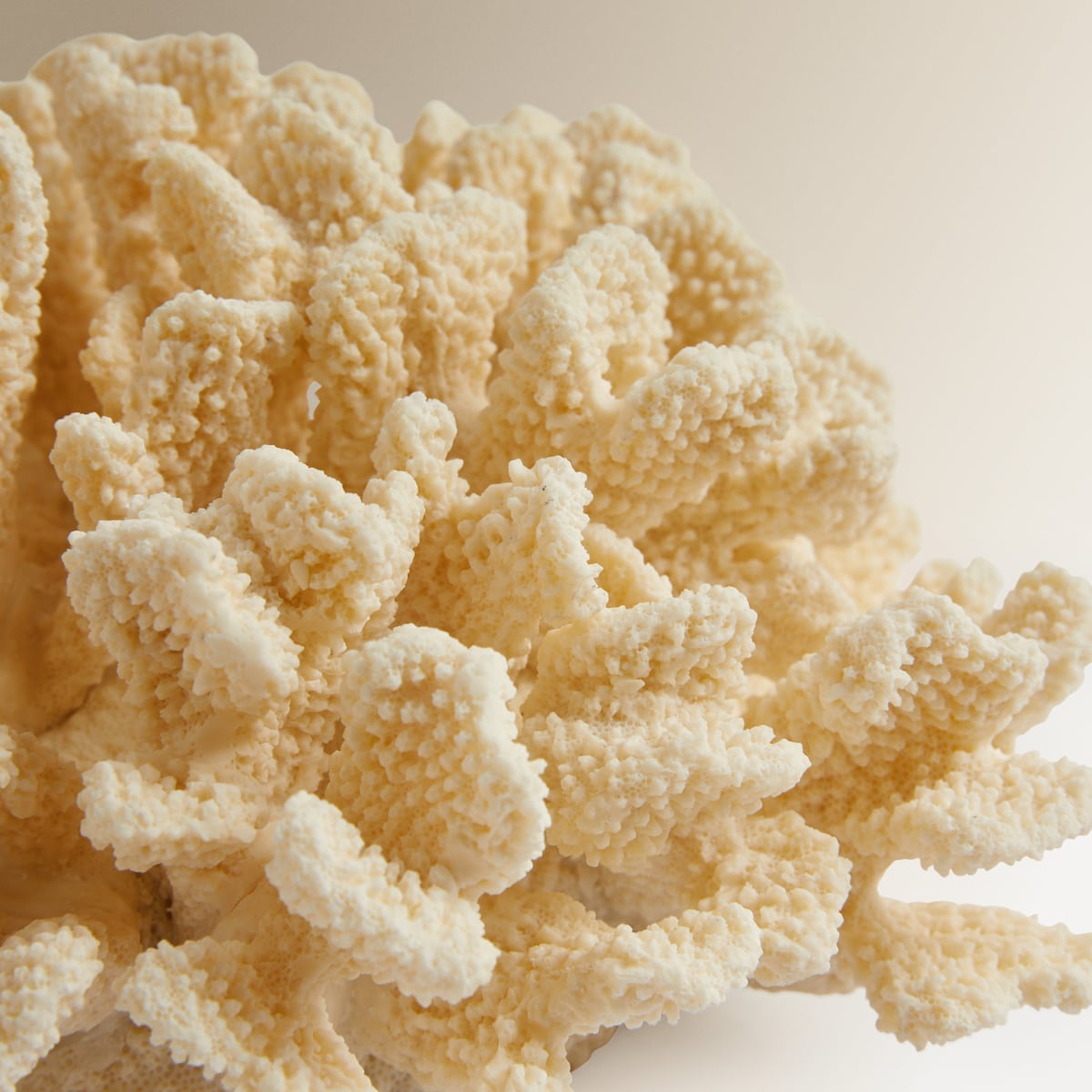 Figura Coral Gorgona Creme-3