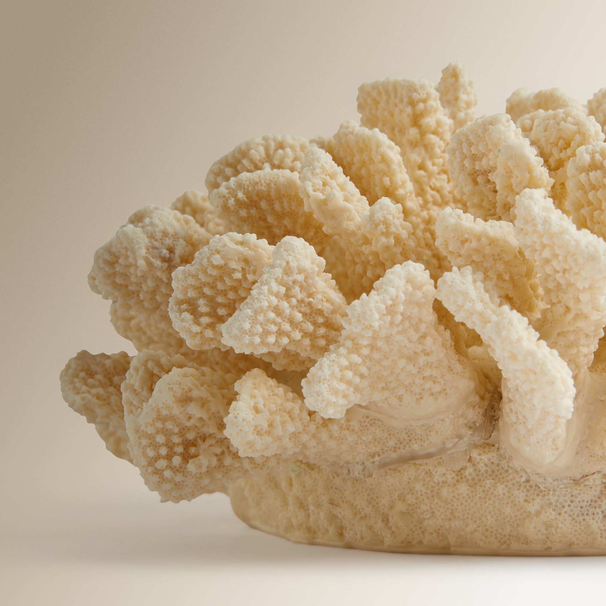 Figura Coral Gorgona Creme-3