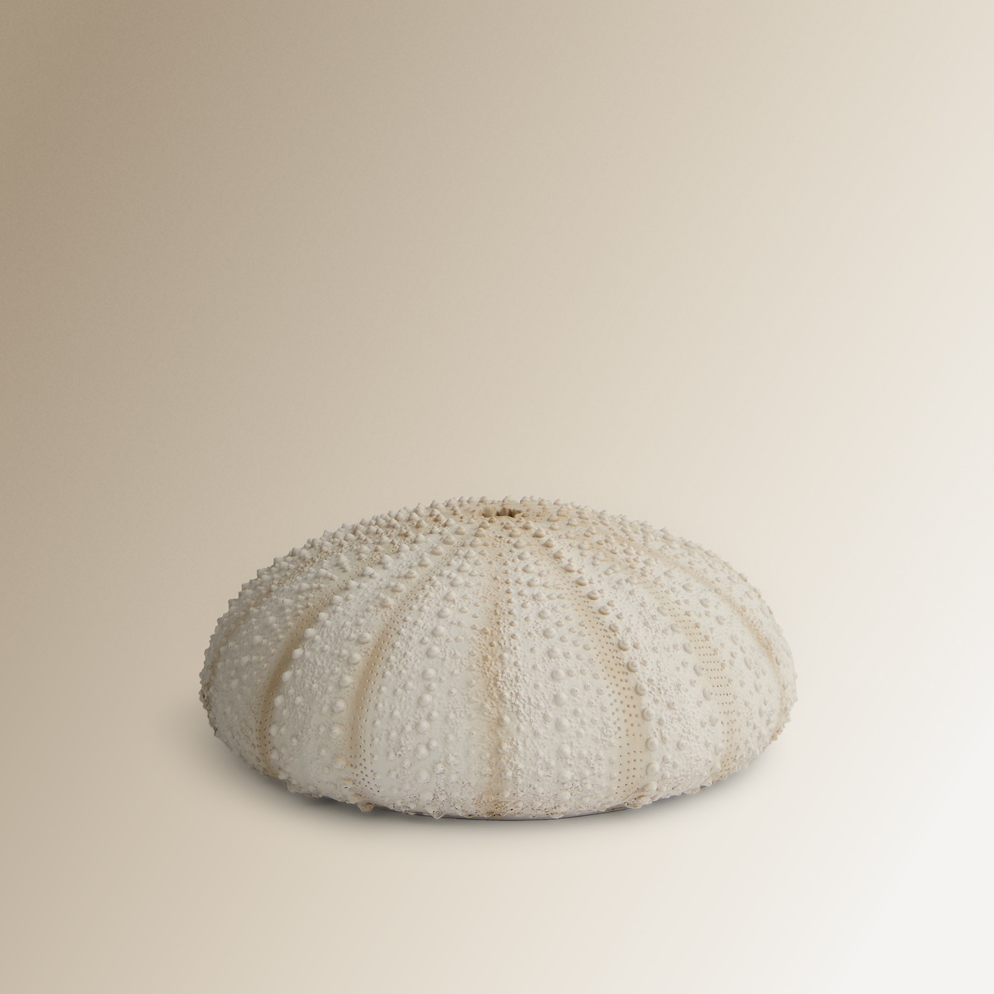 Figura Decorativa Ouriço do Mar Cru-1