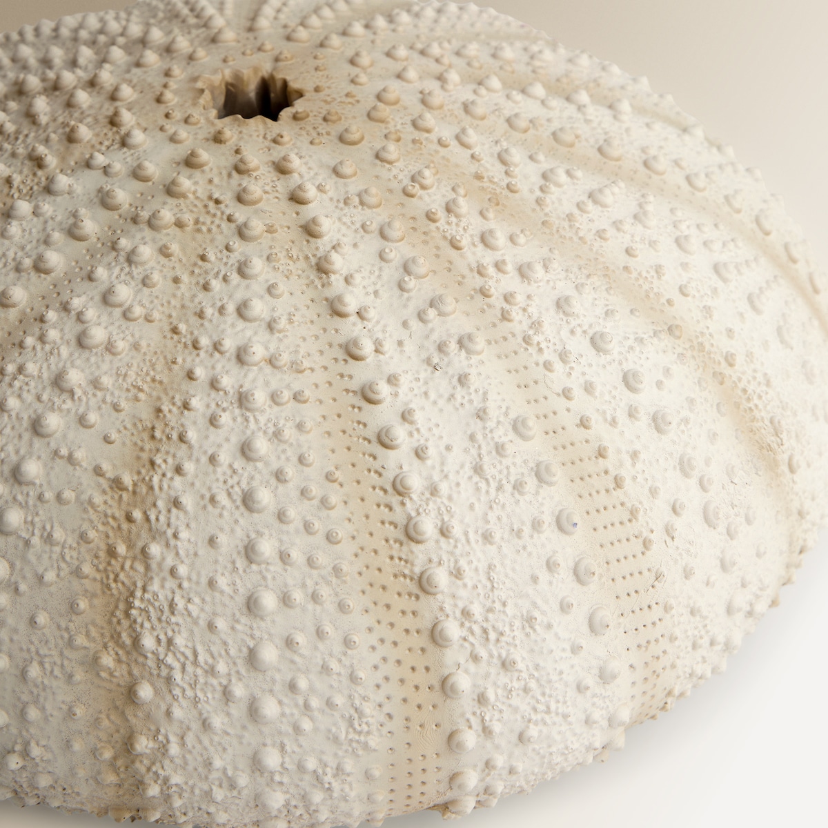 Figura Decorativa Ouriço do Mar Cru-3