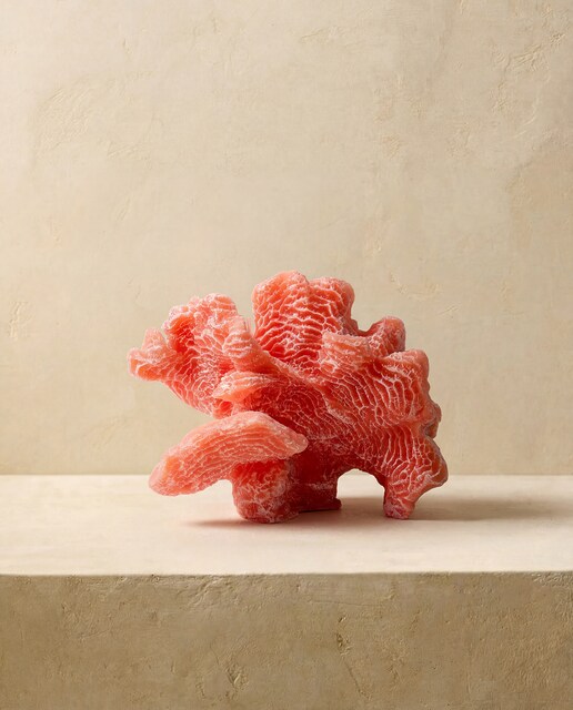 Vela Coral