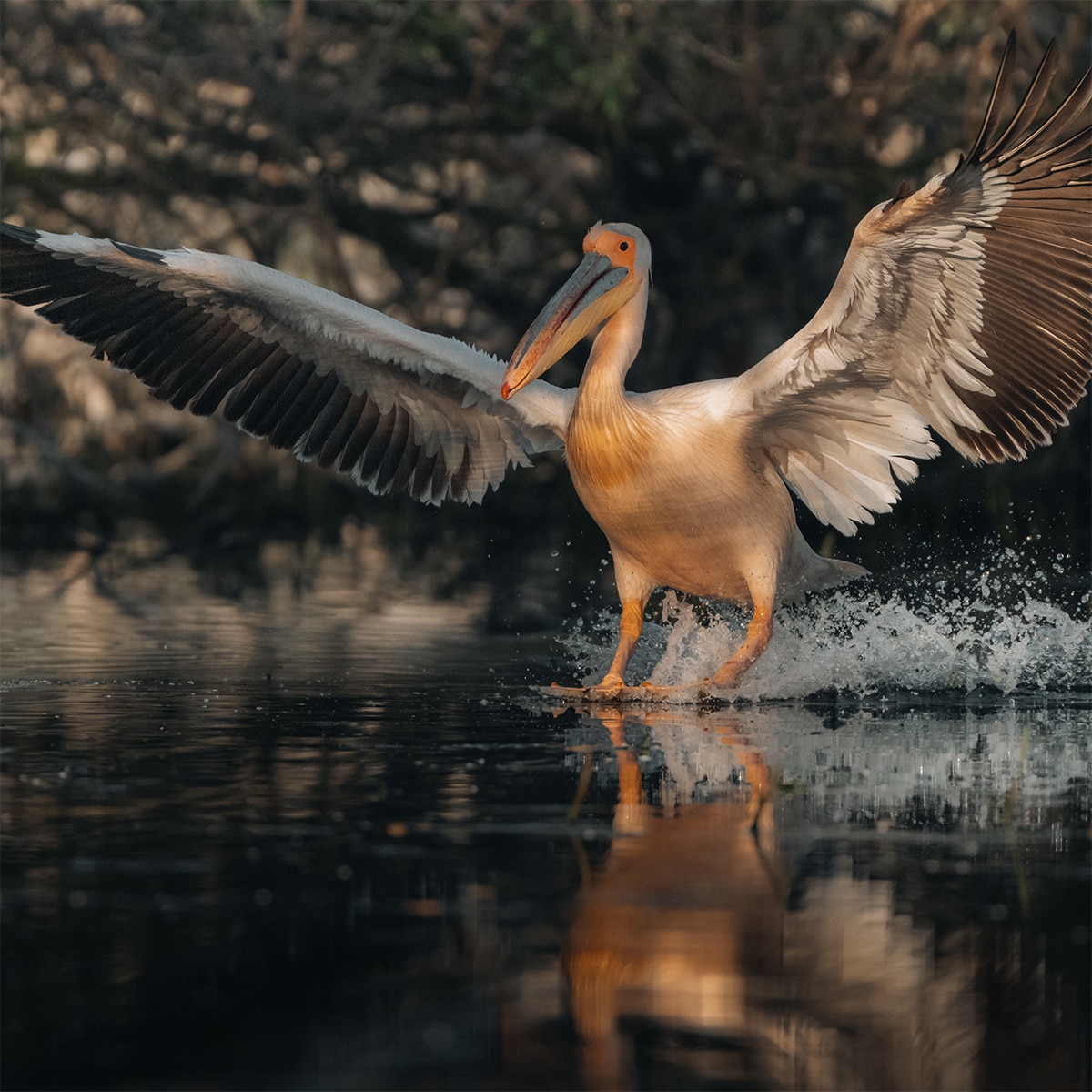 Objetivo Sony FE 100-400mm F4.5 GM OSS. Teleobjetivo full-frame SEL100400MCW. Negro-6