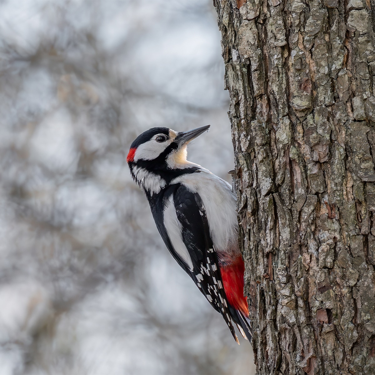Objetivo Sony FE 100-400mm F4.5 GM OSS. Teleobjetivo full-frame SEL100400MCW. Negro-11