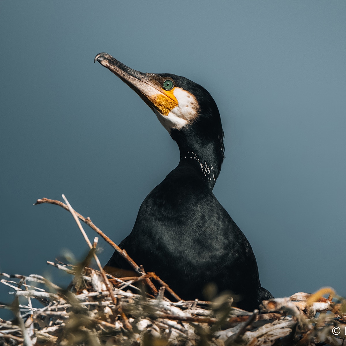 Objetivo Sony FE 100-400mm F4.5 GM OSS. Teleobjetivo full-frame SEL100400MCW. Negro-13