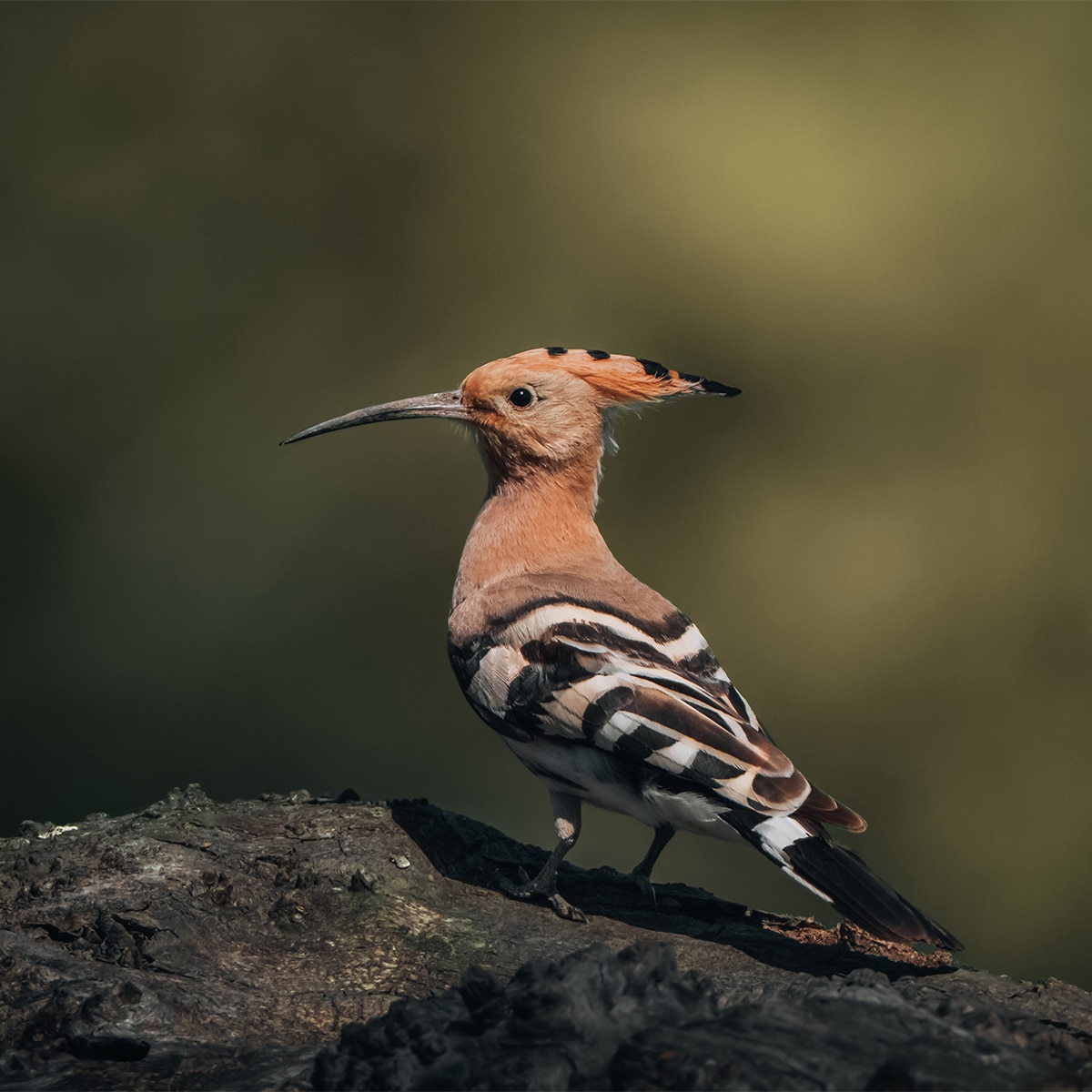 Objetivo Sony FE 100-400mm F4.5 GM OSS. Teleobjetivo full-frame SEL100400MCW. Negro-14