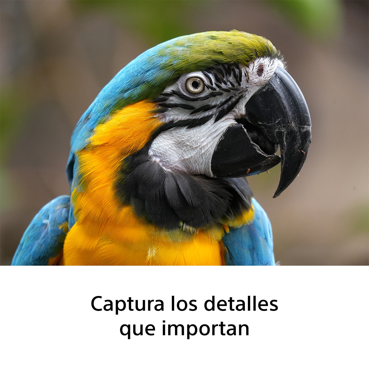 Objetivo Sony FE 100-400mm F5-6-8 OSS, full-frame para observación y fotografía de aves, safari, naturaleza, animales, deportes, viajes y urbana. Negro-6