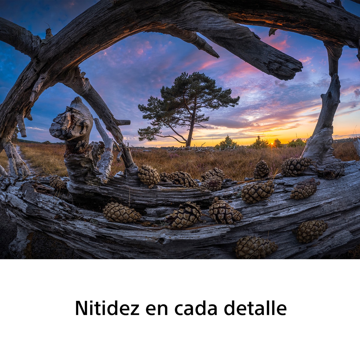 Objetivo Sony FE 8-14mm F3.5 Fisheye G, objetivo full-frame para fotografía de paisajes, urbana, arquitectura, viajes, acción, deportes y gran angular - Negro Negro-5