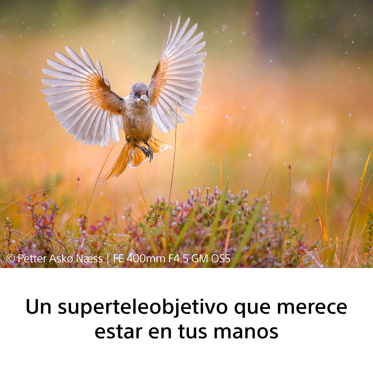 Objetivo Sony FE 400mm F4.5 GM OSS, objetivo full-frame para naturaleza, aves, deportes, acción y sujetos rápidos - Blanco Blanco-4