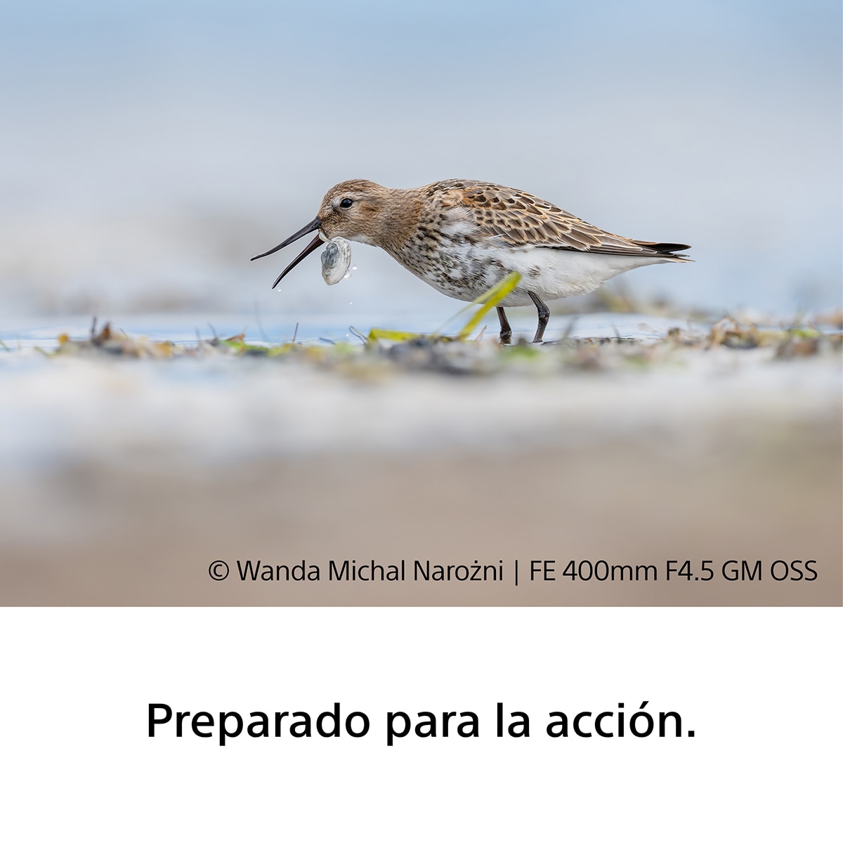 Objetivo Sony FE 400mm F4.5 GM OSS, objetivo full-frame para naturaleza, aves, deportes, acción y sujetos rápidos - Blanco Blanco-7