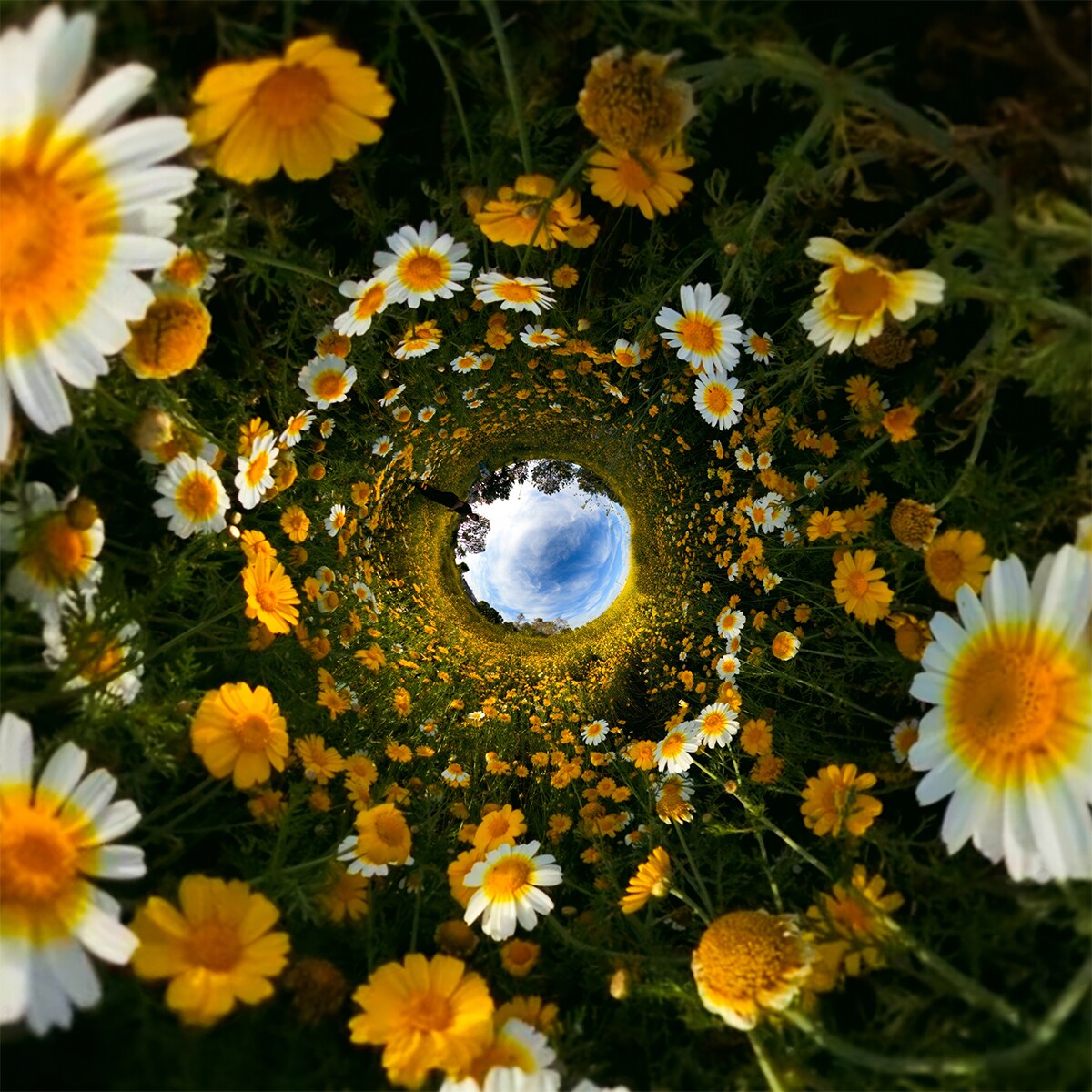 Câmara Desportiva 360º GoPro MAX 2 Preto-8