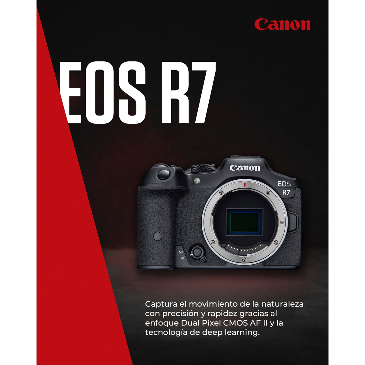 Câmara Mirrorless Canon EOS R7 (Corpo) Preto-2
