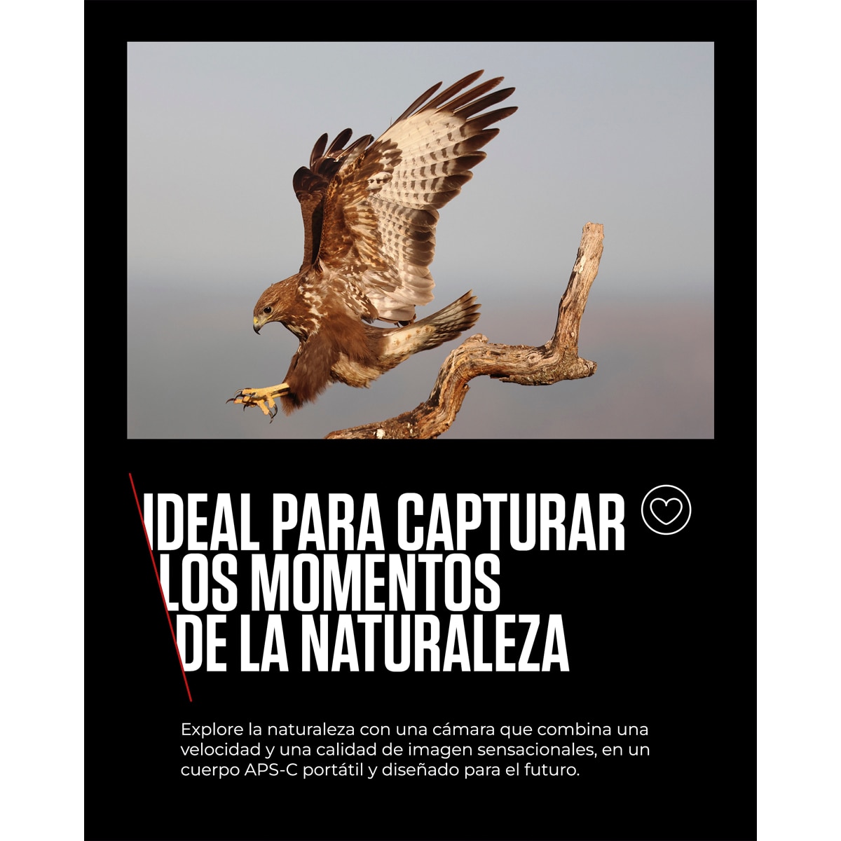 Câmara Mirrorless Canon EOS R7 (Corpo) Preto-4