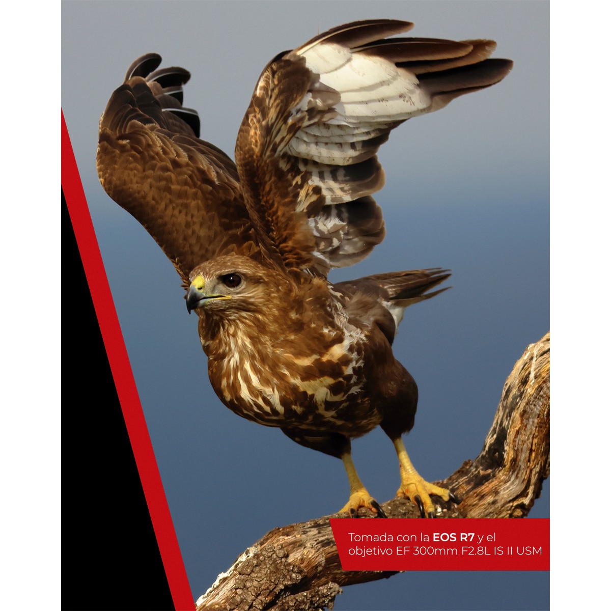 Câmara Mirrorless Canon EOS R7 (Corpo) Preto-10