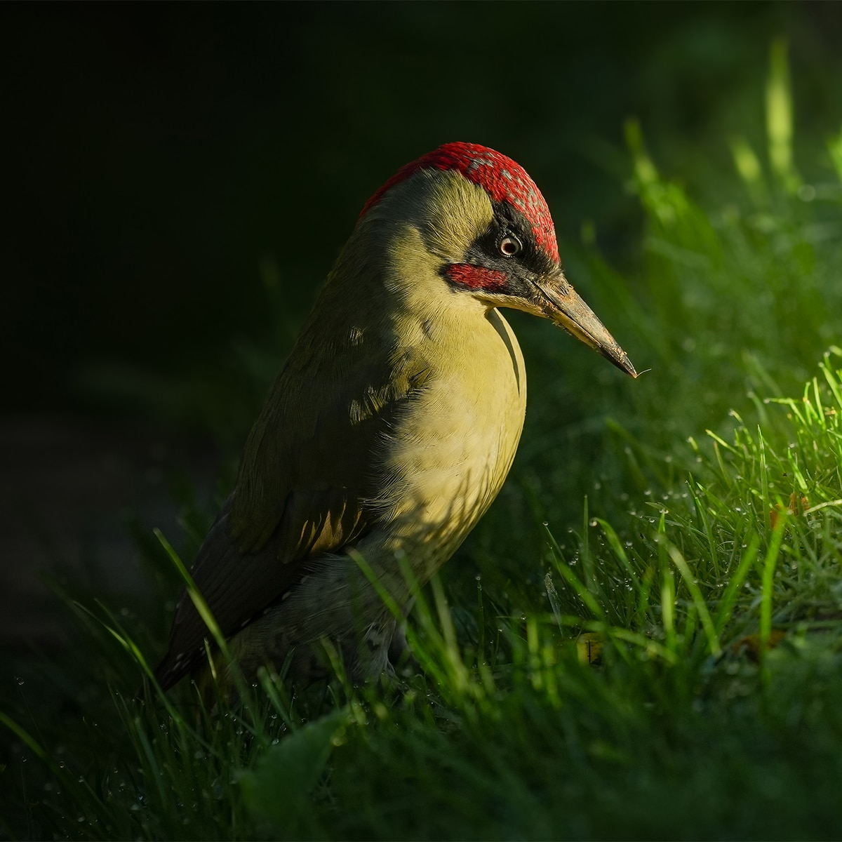 Sony Alpha 7M5 cámara mirrorless full-frame cuerpo con 33 MP, autoenfoque por inteligencia artificial y cámara de vídeo 4K 120p Negro-9