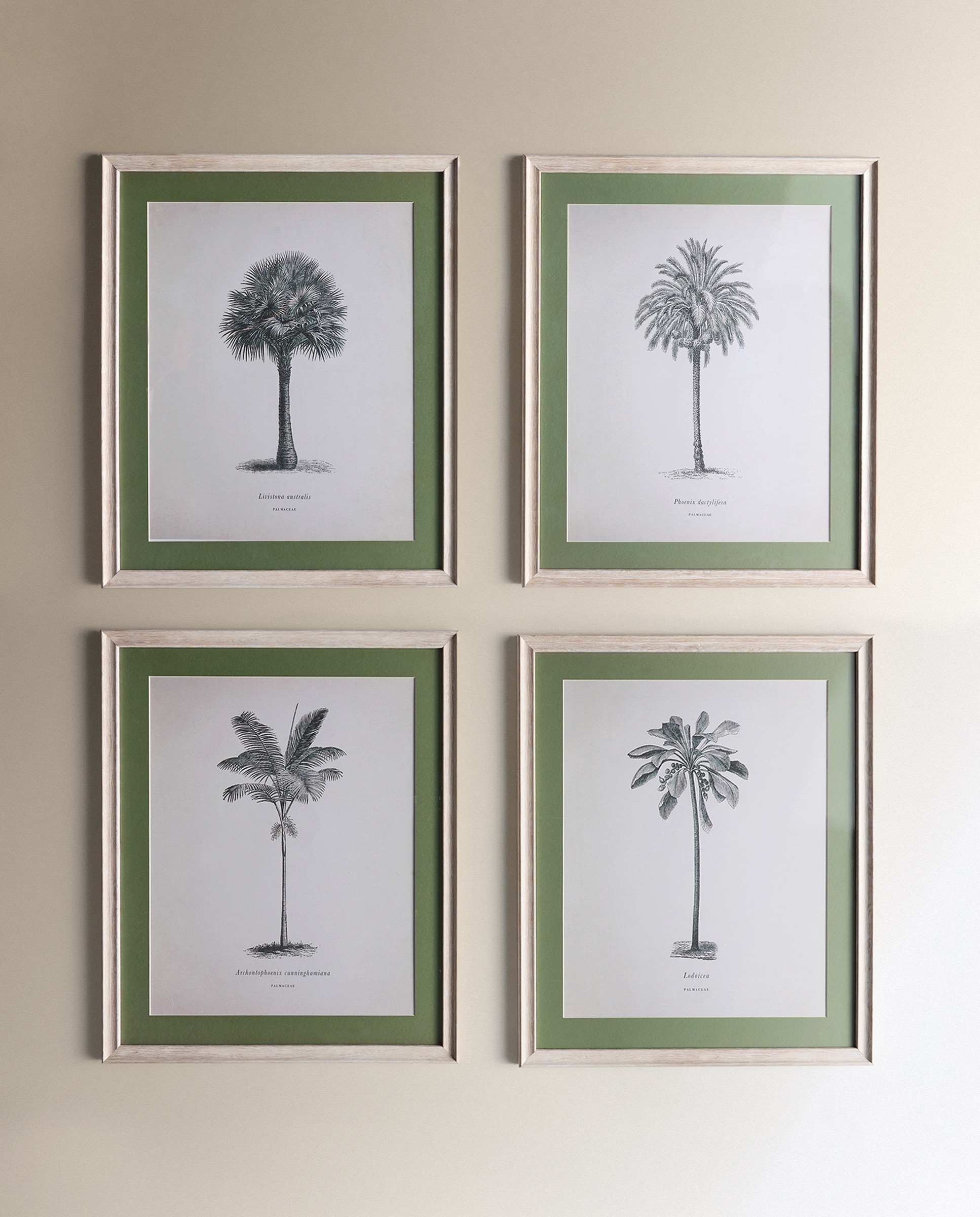 Conjunto de 2 quadros Palmeiras II Verde-5