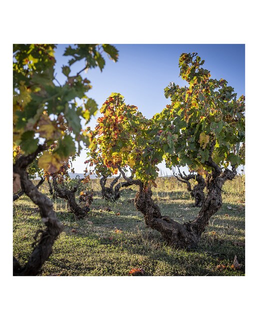 Vino tinto Pago de los Capellanes Un Sueño en las Alturas tempranillo 2021 Ribera del Duero 5