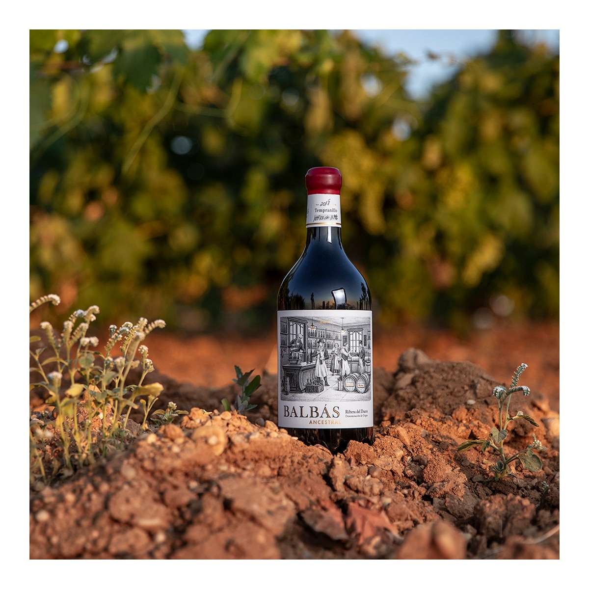 Estuche vino tinto Balbás Ancestral tempranillo 2021 Ribera del Duero 4