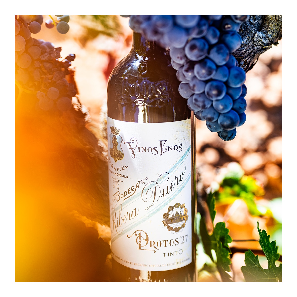 Vino tinto Protos 27 tempranillo 2022 Ribera del Duero 3
