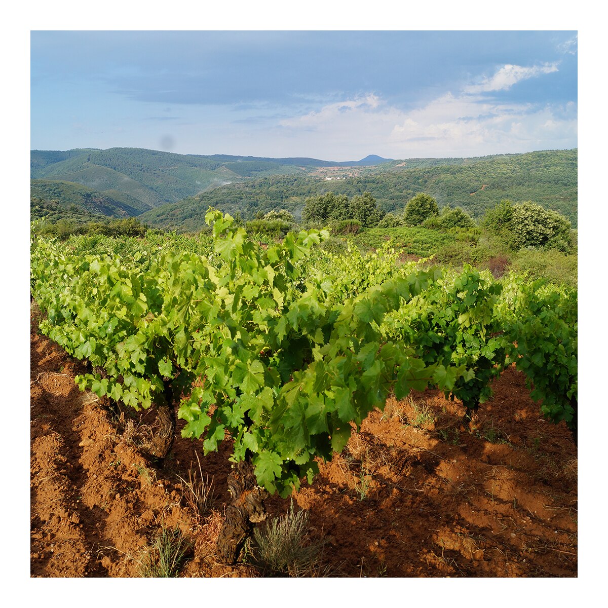 Vino tinto Banzao Vino de Villa 2022 Bierzo 4