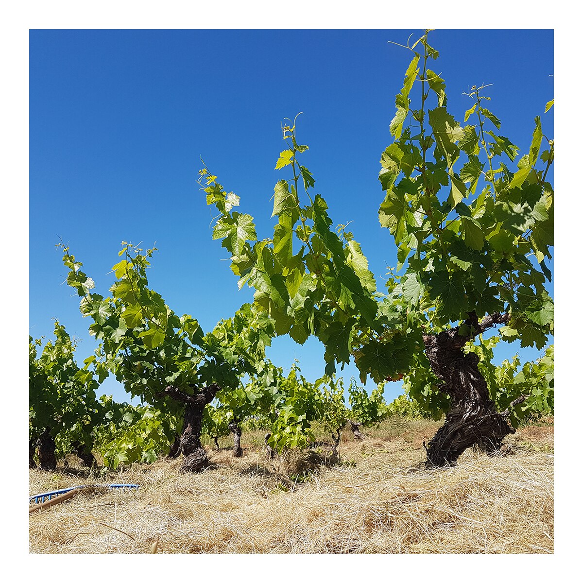 Vino tinto Banzao Vino de Villa 2022 Bierzo 5