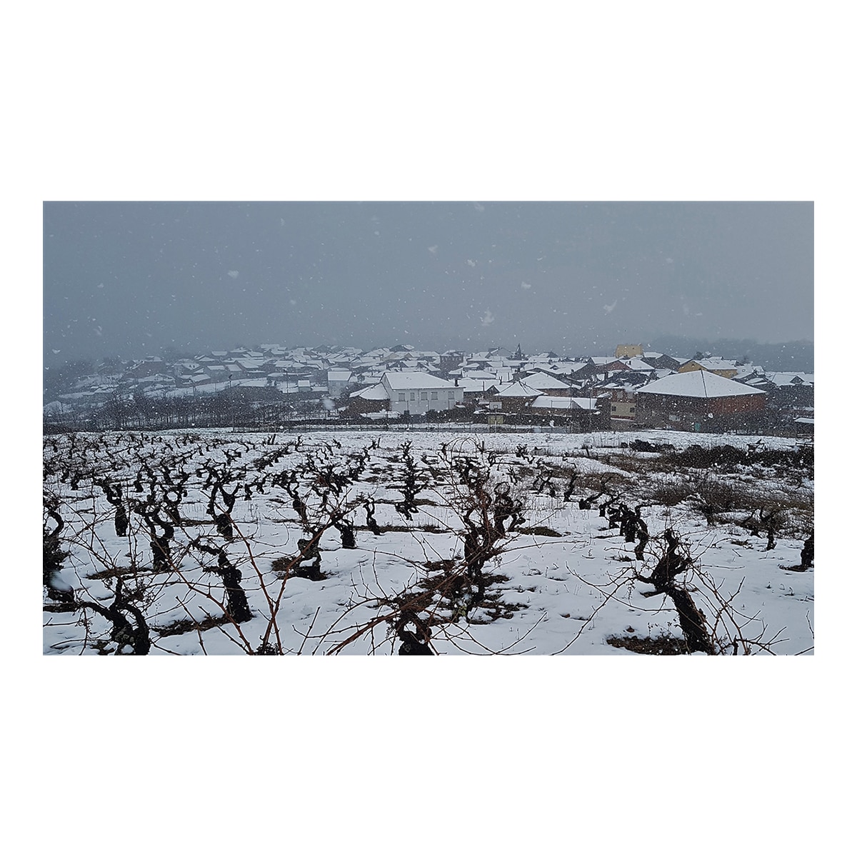 Vino tinto Banzao Vino de Villa 2022 Bierzo 6