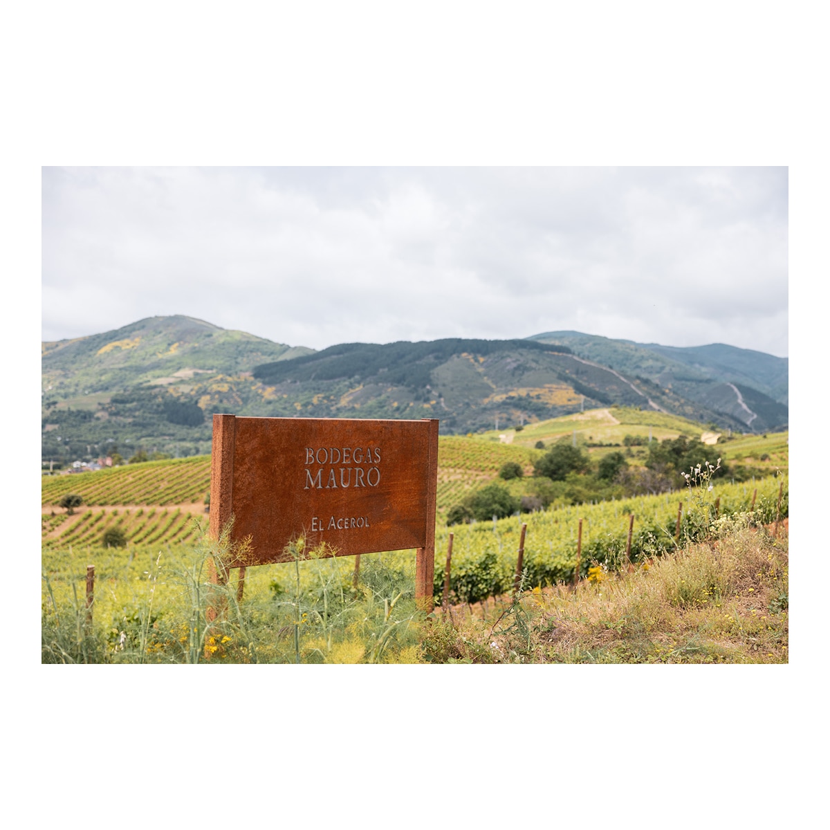 Vino tinto Valeyo Crianza 2022 Bierzo 6