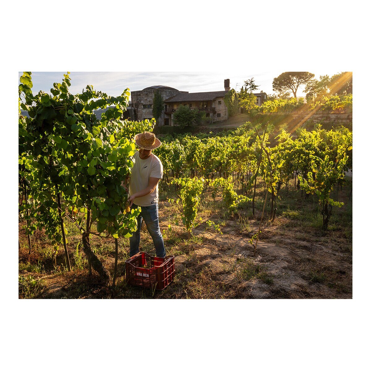 Vino tinto Viña Meín 2021 Ribeiro 3
