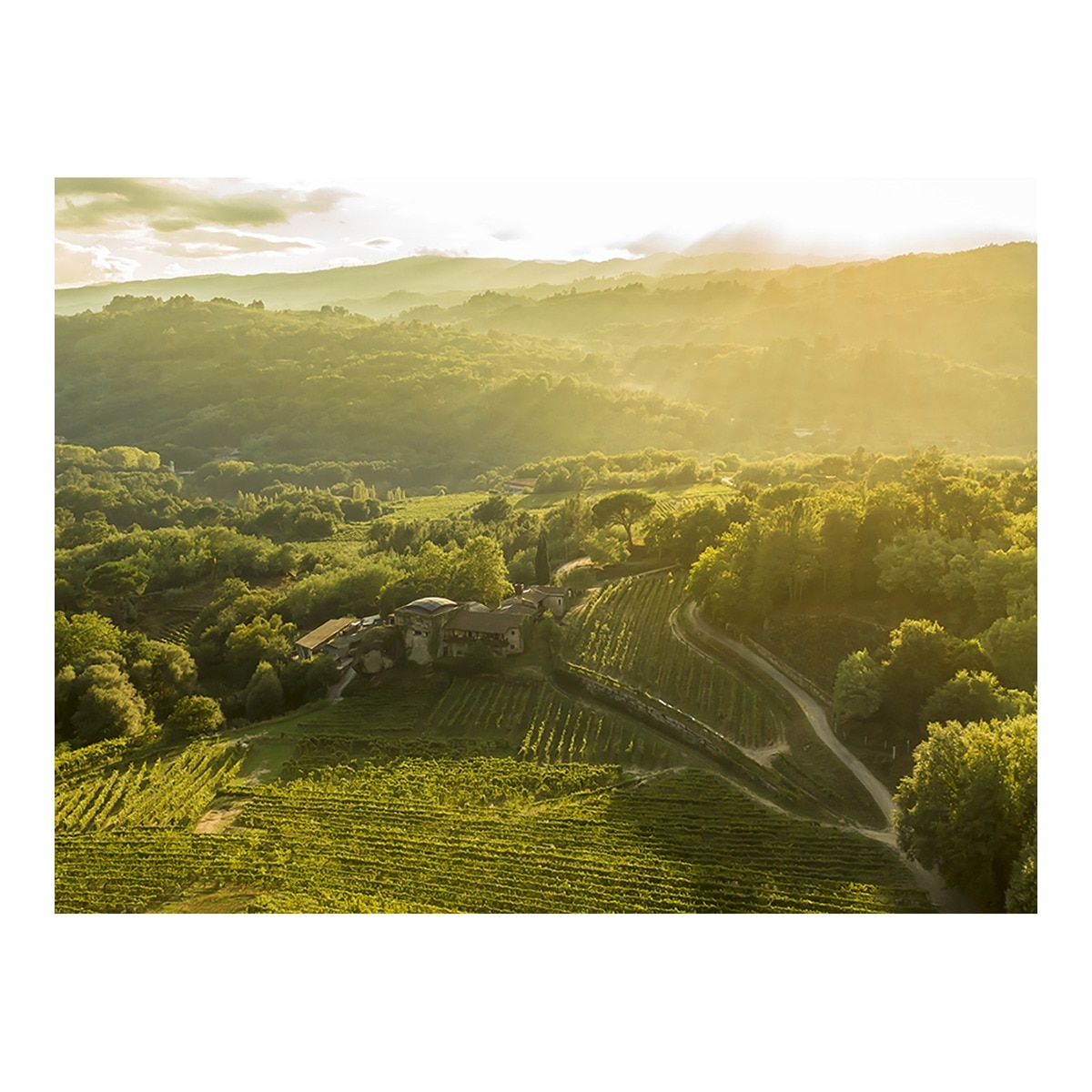 Vino tinto Viña Meín 2021 Ribeiro 4