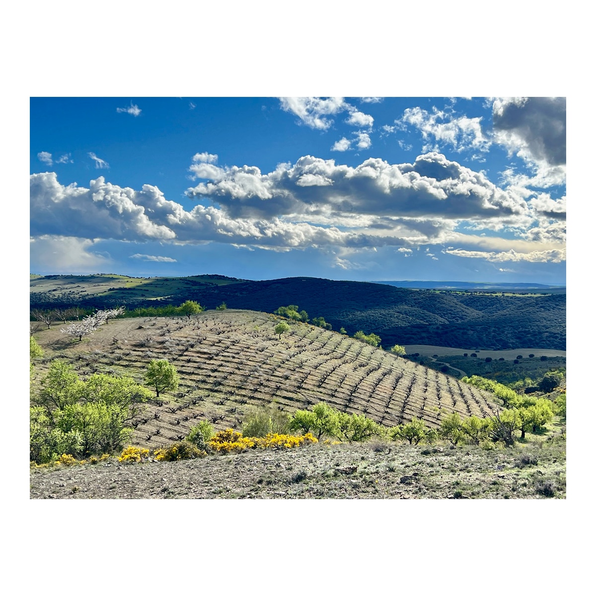 Imagen 3 de Vino tinto Mataquemada 2021 El escocés volante Aragón