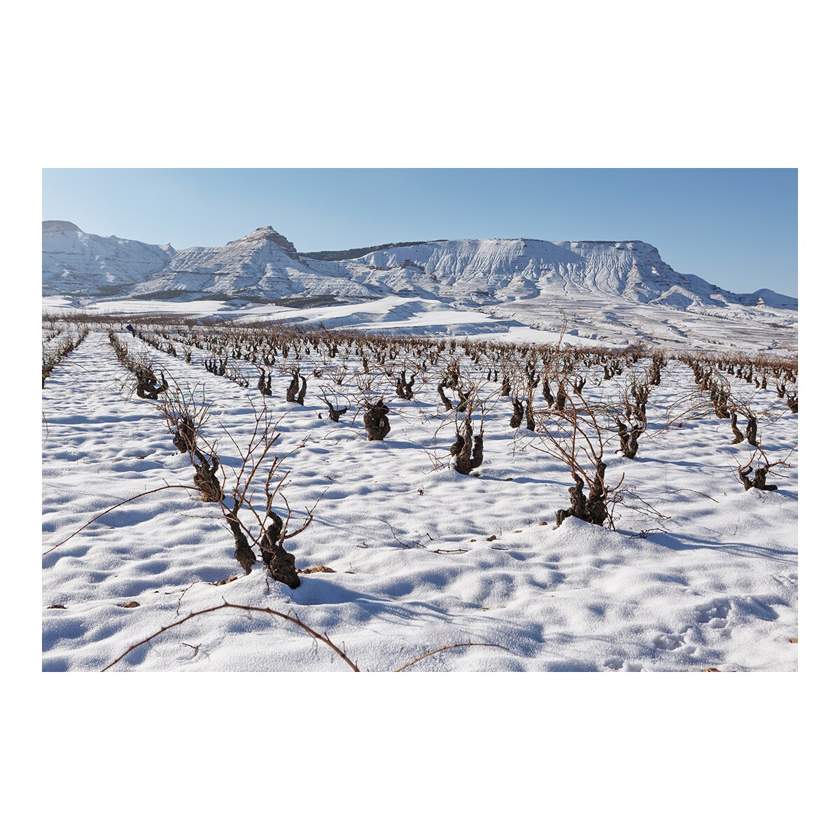 Vino tinto Valdelabarga 2021 El Escocés Volante Aragón 4