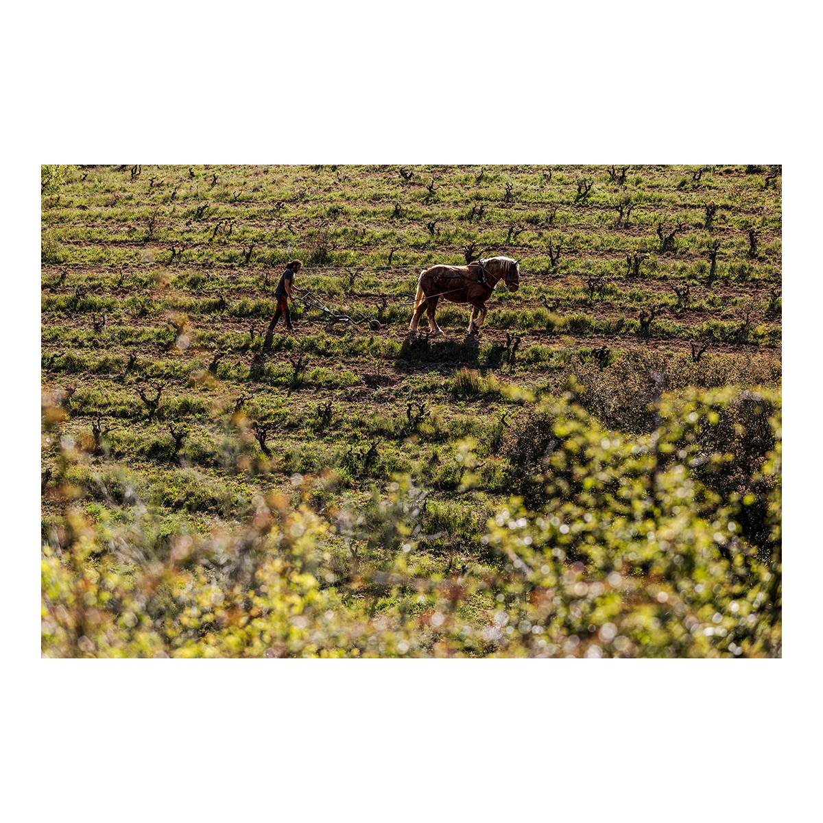 Imagen 2 de Vino tinto La Tejera Frontonio 2023 Aragón