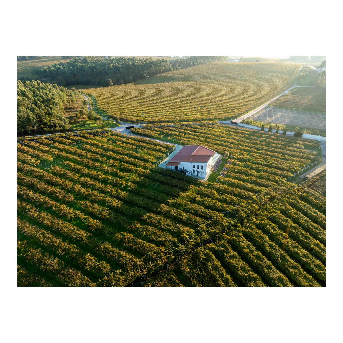 Imagen 2 de Vino blanco Lagar de Cervera Albariño 2025 Rías Baixas