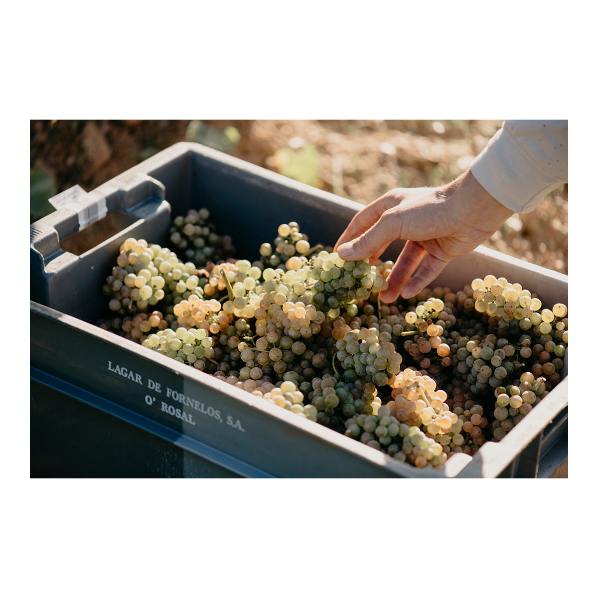 Imagen 3 de Vino blanco Lagar de Cervera Albariño 2025 Rías Baixas
