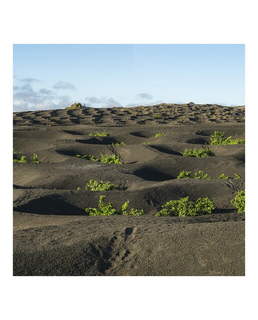 Vino blanco semidulce El Grifo malvasía Colección 2025 Lanzarote 2