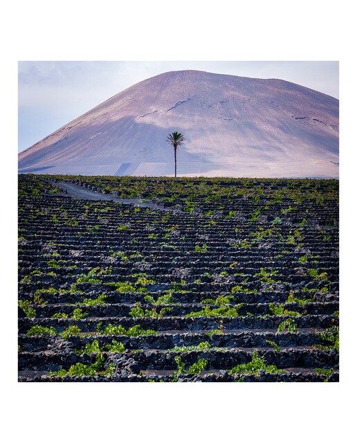 Vino blanco semidulce El Grifo malvasía Colección 2025 Lanzarote 3