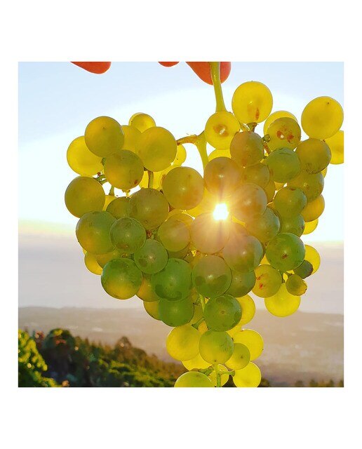 Vino blanco 1400m Listán Blanco de Canarias 2023 Valle de Güímar 4