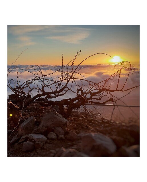 Vino blanco 1400m Listán Blanco de Canarias 2023 Valle de Güímar 5