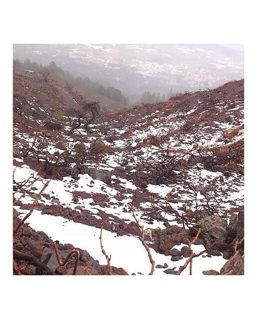 Vino blanco 1400m Listán Blanco de Canarias 2023 Valle de Güímar 6