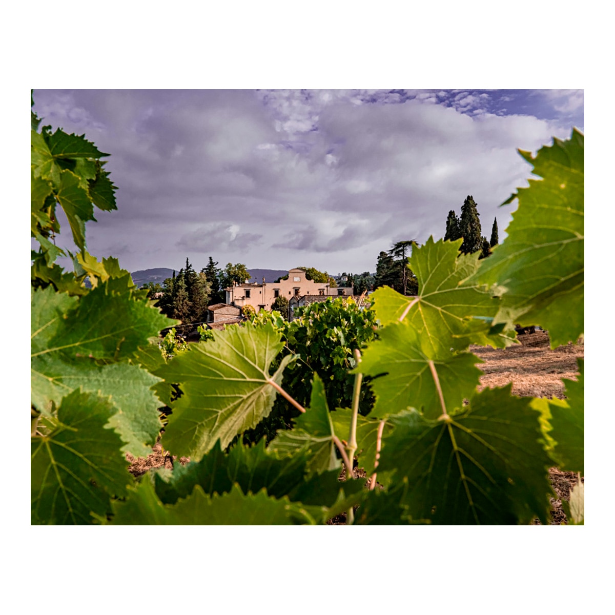 Vino tinto Villa Antinori Chianti Classico Reserva 2021 Toscana 2