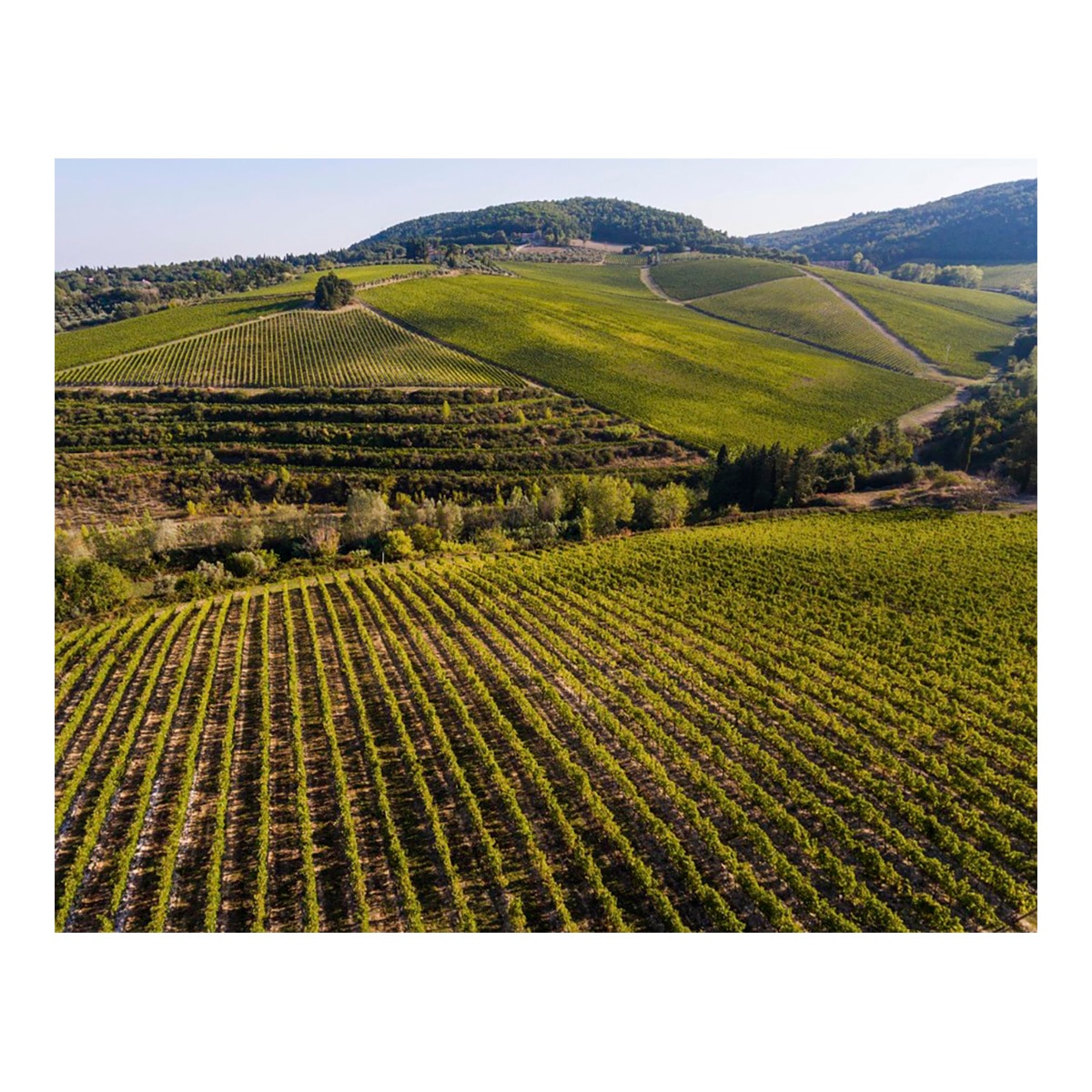 Vino tinto Marchesi Antinori Chianti Classico Reserva 2021 Toscana 2