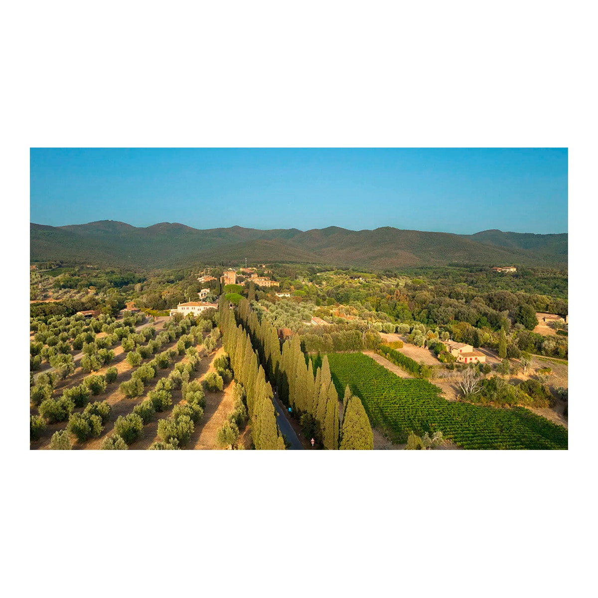 Vino tinto Le Volte Dell¨Ornellaia 2023 Toscana 2
